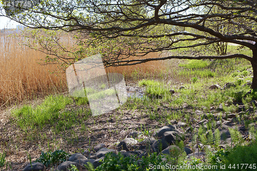 Image of Marshy ground and rocks beneath a tree