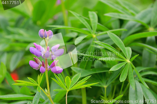 Image of Lupine flower in the botanical garden