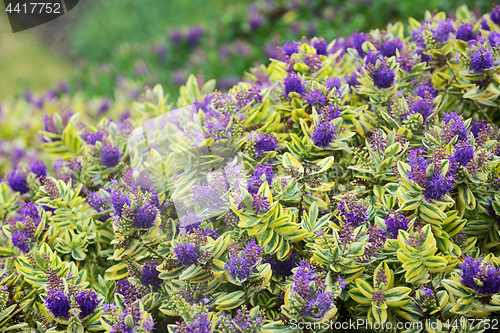 Image of Purple bush flowers