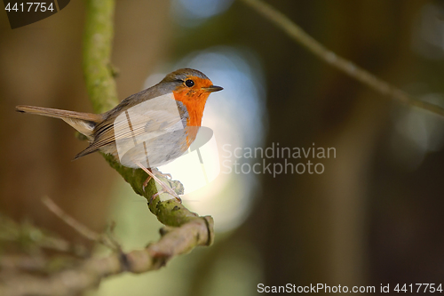 Image of Cute little robin bird on brunch