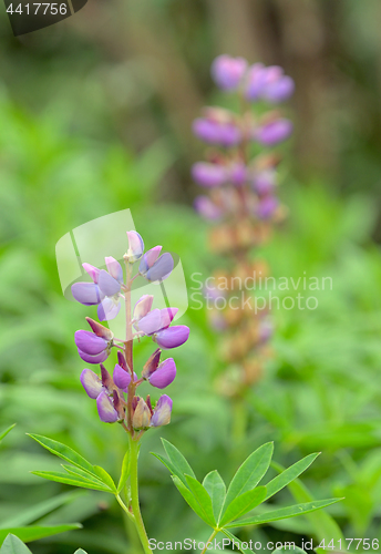 Image of Lupine flower in the botanical garden
