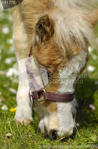 Image of Young horse eating grass