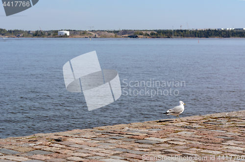 Image of Lone gull stands on paved pier