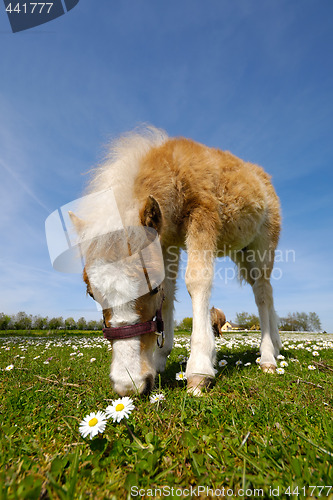 Image of Horse foal is eating grass
