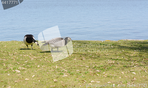 Image of Barnacle geese grazing on grass