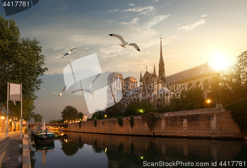 Image of Seagulls over Notre Dame