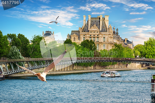 Image of Seagulls over Seine