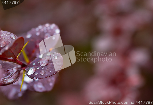 Image of Wet twig of red barberry with water drops on leaves