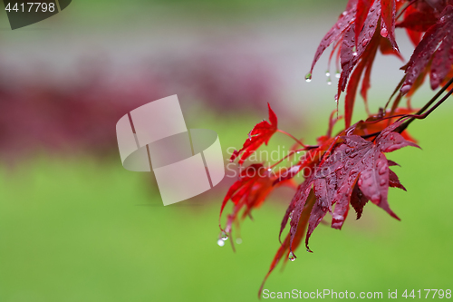 Image of Leaves of red Japanese-maple (Acer japonicum) with water drops a