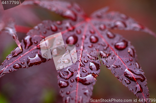 Image of Leaves of red Japanese maple (fullmoon maple) with water drops a