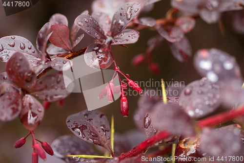 Image of Wet twigs of red barberry with fruit
