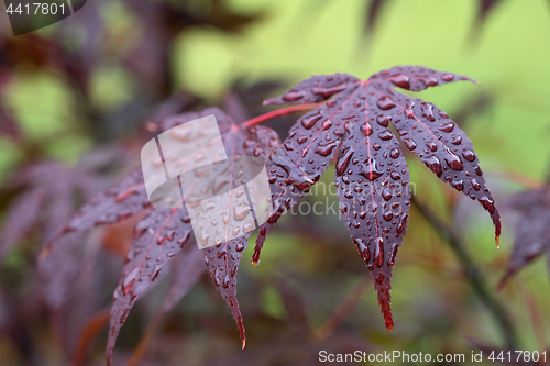 Image of Leaves of red Japanese-maple (Amur maple) with water drops