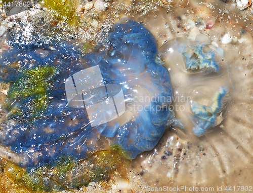 Image of Dead jellyfish (Rhizostoma) on sand beach