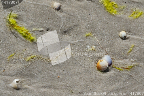 Image of Wet sand beach with broken seashells and seaweed 