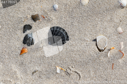 Image of Seashells on sand beach at hot sun summer day