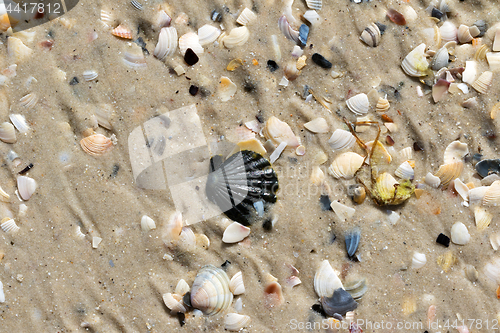 Image of Wet seashells on sand beach at summer