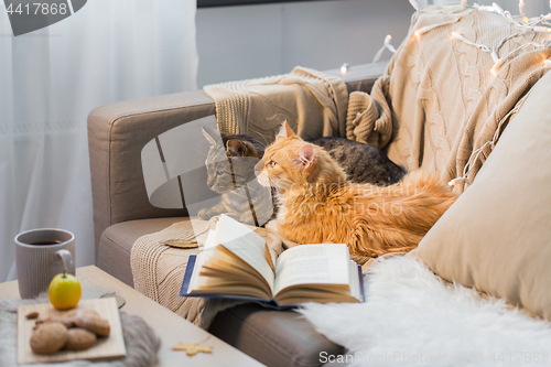 Image of two cats lying on sofa at home