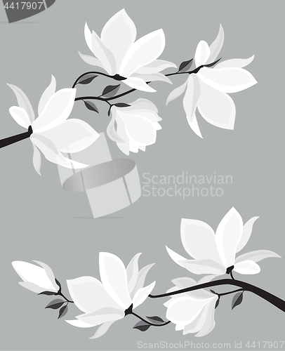 Image of Vector magnolia flowers