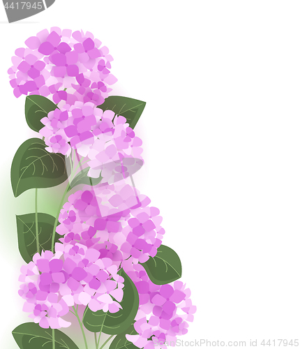 Image of Vector hydrangea flower