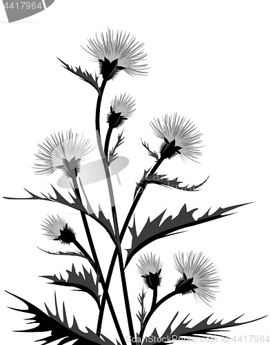 Image of Thistle with leaves