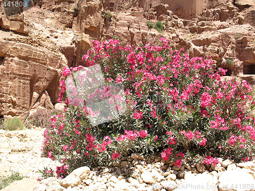 Image of Bush in Petra