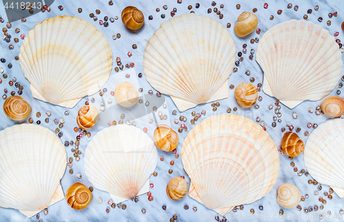 Image of Variety of seashells on blue marble background