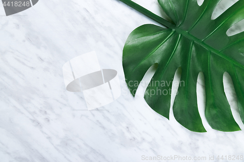 Image of Beautiful dark Monstera leaf on marble background