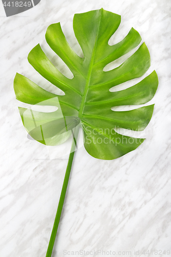 Image of Beautiful green Monstera leaf on marble background