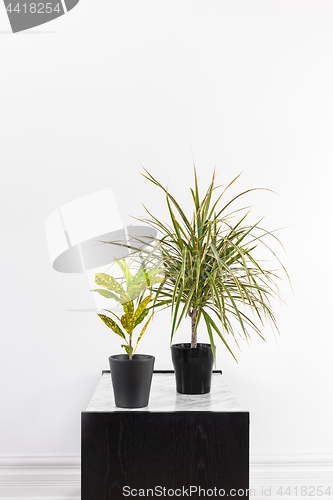 Image of Croton plant and Madagascar dragon tree in black pots