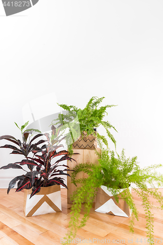 Image of Beautiful green plants in a room with white wall