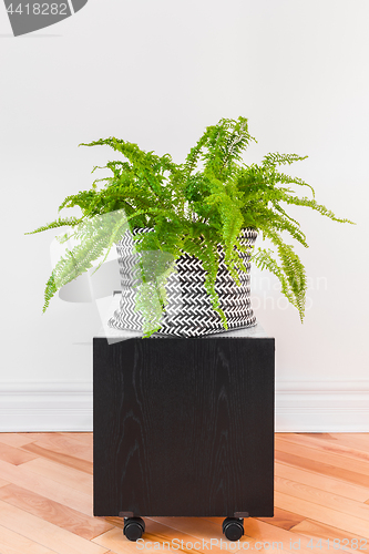 Image of Boston fern plant in a black and white basket