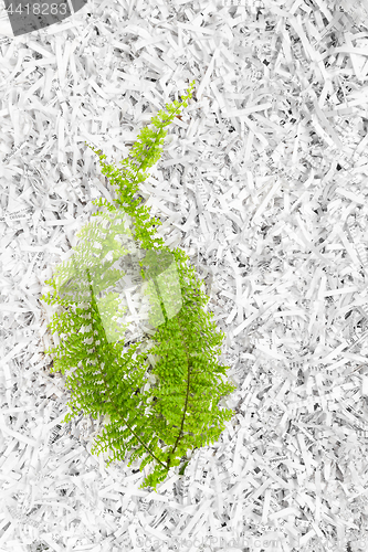 Image of Green plant on shredded paper background