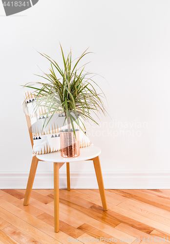 Image of Madagascar dragon tree on a stylish chair