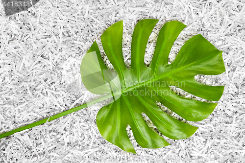 Image of Tropical Monstera leaf in a heap of shredded paper