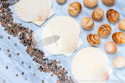 Image of Seashells of different sizes on blue marble background