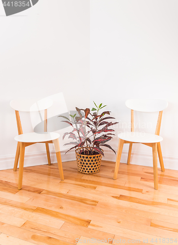 Image of Room corner with elegant chairs and colorful Croton plant