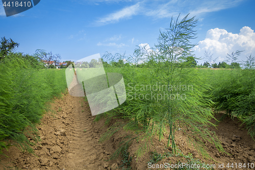 Image of asparagus field in summer