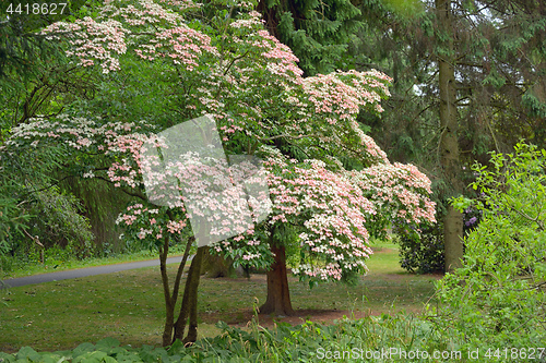 Image of Korean Dogwood tree in botanical garden Dublin