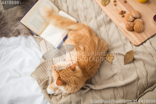 Image of red tabby cat lying on blanket at home in winter