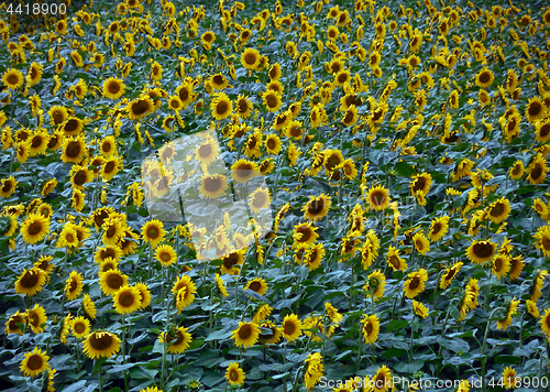 Image of Sun flowers