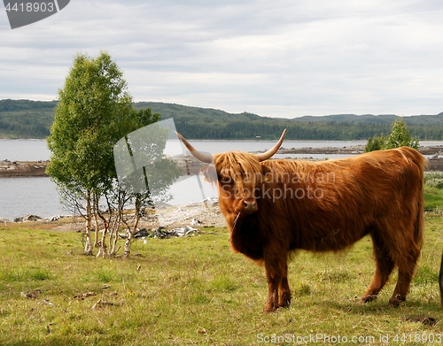 Image of Scottish Highland cattle