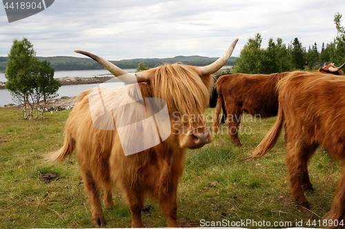 Image of Scottish Highland cattle