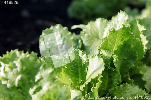 Image of lettuce growing on soil