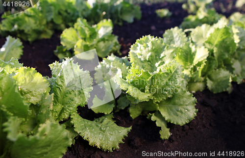 Image of lettuce on soil 