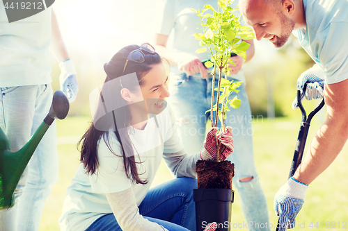 Image of group of volunteers planting tree in park