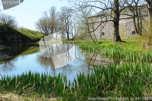 Image of Still pond edged by green rushes on Suomenlinna island