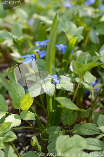 Image of Siberian squill flowers - scilla siberica