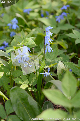 Image of Blue siberian squill flowers growing wild
