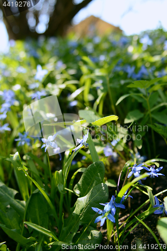 Image of Bell-shaped blue siberian squill flowers 