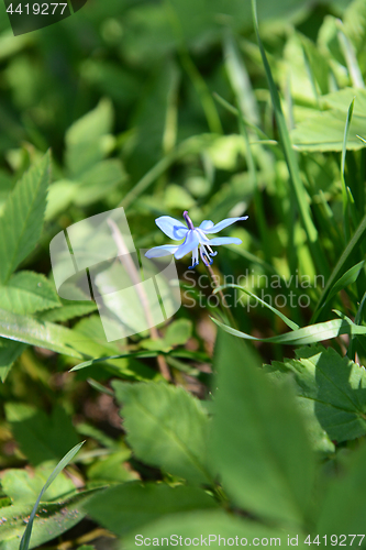 Image of Single blue siberian squill flower